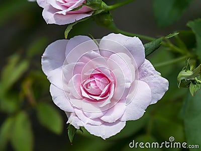 Close up mini fairy rose flower Stock Photo