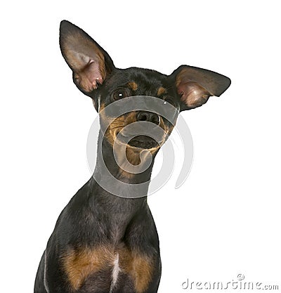 Close-up of a Miniature Pinscher Stock Photo