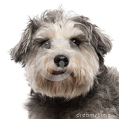 Close-up of Miniature Schnauzer, 3 years old Stock Photo