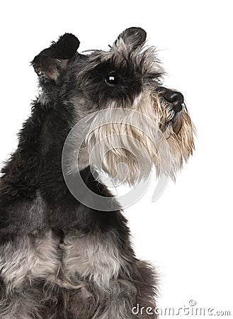 Close-up of Miniature Schnauzer, 6 years old Stock Photo