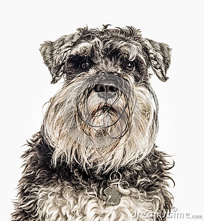 Close-up of Miniature Schnauzer, 2 years old Stock Photo