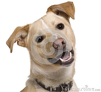 Close-up of Mixed breed dog, 9 months old Stock Photo