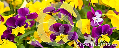 Close up of mixed colorful pansy flowers Stock Photo