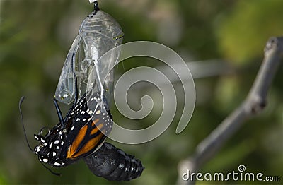 Close up of Monarch Butterfly Emerging Cocoon Stock Photo