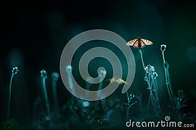 Close-up of a monarch butterfly pollination on wildflowers Stock Photo