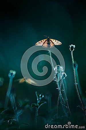 Close-up of a monarch butterfly pollination on wildflowers Stock Photo