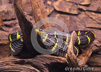 Close up on mongorova snake on tree Stock Photo