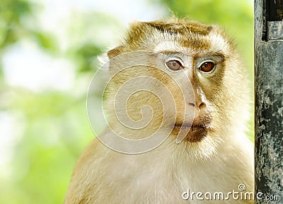 Close-up monkey portriat Stock Photo