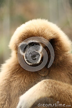 Close-up of monkey in Thailand Stock Photo