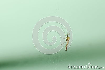 Close up mosquito on green glass in thailand Stock Photo