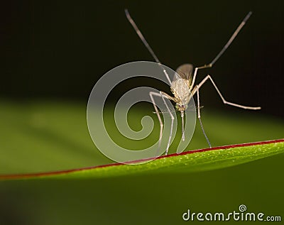 Close up of mosquito Stock Photo