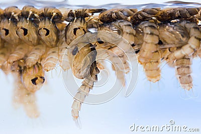 Mosquito pupae Stock Photo