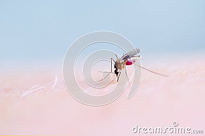 Close up of mosquito sucking blood on human skin, Mosquito is carrier of Malaria. Encephalitis. Dengue Zika virus Stock Photo