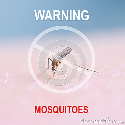 Close up of mosquito sucking blood on human skin, Mosquito is carrier of Malaria. Encephalitis. Dengue Zika virus Stock Photo