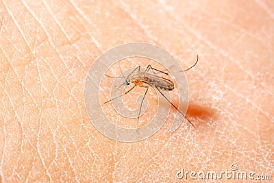 Mosquito sucked blood on human skin Stock Photo