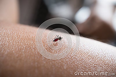 Close up of mosquito sucking blood on human skin, the saliva of Stock Photo