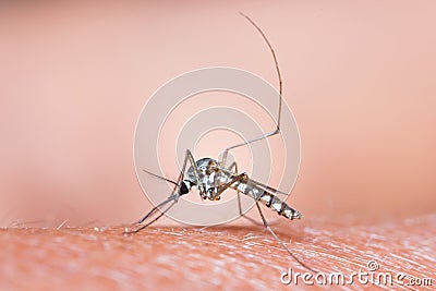 Mosquito sucking blood Stock Photo