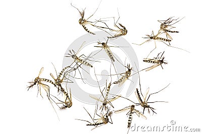 Close up Mosquitoes isolated Stock Photo