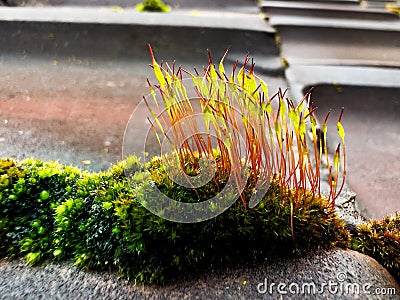 Close-up of the moss with fresh grass blades grow from it Stock Photo