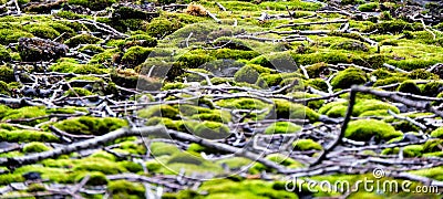 Moss and sticks on rooftop Stock Photo