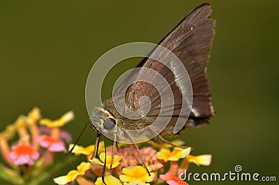 A close up of a moth Stock Photo