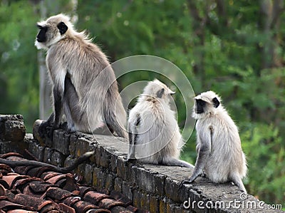 Mother Gray Langur also known as Hanuman Langur with her baby. Stock Photo