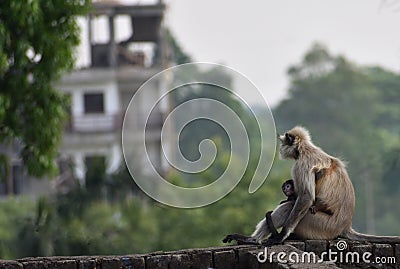 Mother Gray Langur also known as Hanuman Langur with her baby. Stock Photo