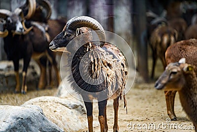 Close-up of a mountain antelope with huge rotating horns Stock Photo