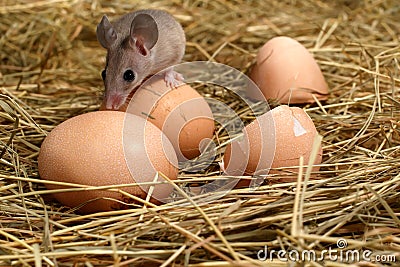 Close-up the mouse on top of hens egg in the chicken coop on the straw. Stock Photo