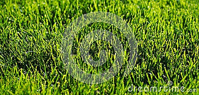 Close-up of a mown lawn. Abstract natural background. copy space. Wallpaper Stock Photo