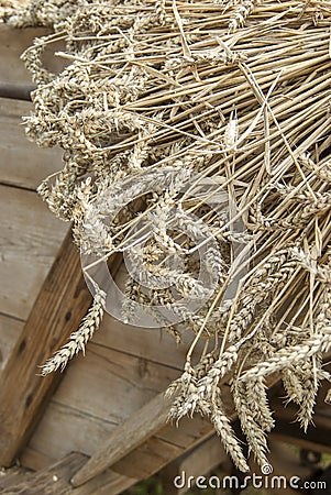 Close up of mown wheat on a cart before threshing with historical thresher Stock Photo