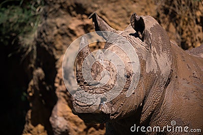 Close-up of muddy white rhinoceros staring out Stock Photo