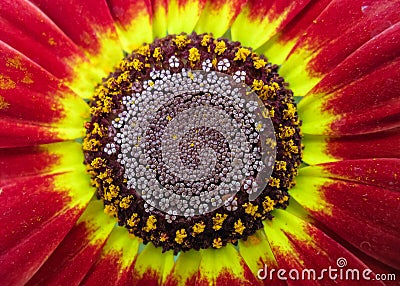A close up multi colored vibrant image of a flowe Stock Photo