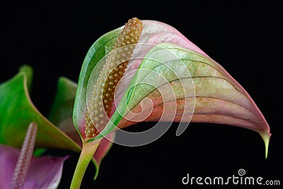 Multicolor anthurium flower tailflower, flamingo flower on the Stock Photo