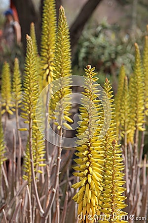 Close up of multiple flowering stalks of Aloe Vera in the desert of Arizona with a blurred background Stock Photo