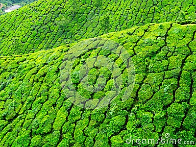 Close up of Munnar tea hills Stock Photo