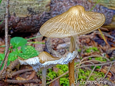 Mushroom growth fruit body with gills, fall season nature Stock Photo