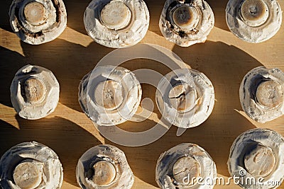 close up of mushrooms placed in rows. Healthy vegetarian and vegan food Stock Photo