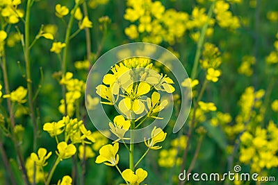 Close up of Mustered Flowers Brassicaceae Stock Photo