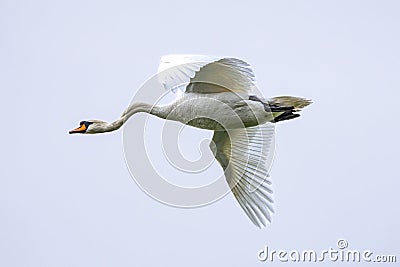 Close Up of a mute swan, Cygnus olor, flying overhead Stock Photo