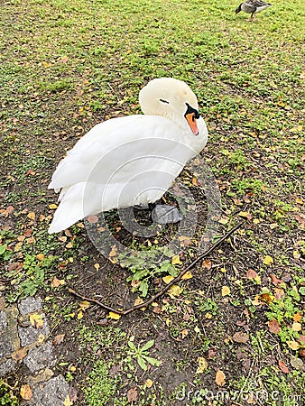 A close up of a Mute Swan in London Stock Photo