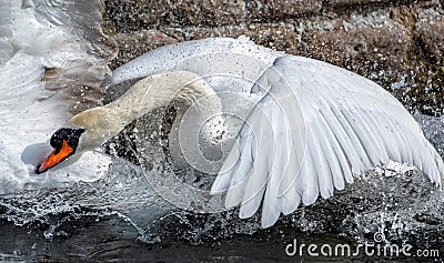 Close up of a mute swan violently flapping wings creating great splashes of water Stock Photo