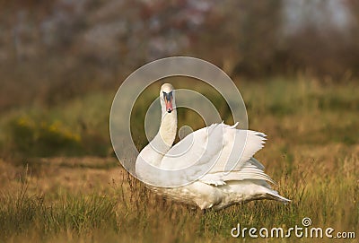 Close up of a Mute swan in wetlands Stock Photo