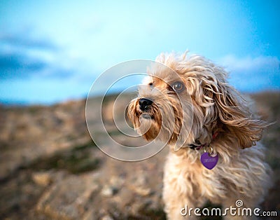 Close-up of the muzzle of a beige colored mixed breed poodle dog with bokeh effect and ears raised by the wind in the outdoors - Stock Photo