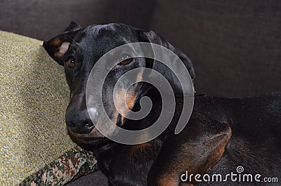 Close-up of a muzzle of a dachshund with a sleepy funny look Stock Photo