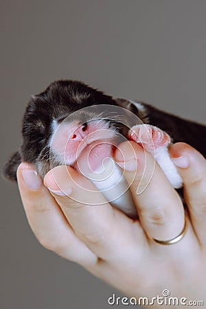 Close-up of muzzle of newborn Welsh corgi puppy that lies on woman& x27;s palm. Gray-brown background. Keeping pets. Stock Photo