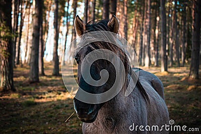 Close-up of the muzzle of a well-groomed gray Polish equestrian, gray horse in the forest in Latvia Stock Photo