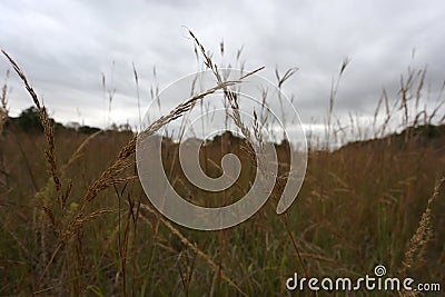 Close-up of native prairie grass Stock Photo