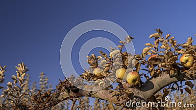 Close up natural apples Reineta in the garden Stock Photo