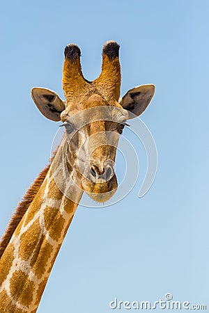 Close-up giraffe head and neck, blue sky Stock Photo